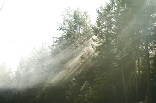 美国，湖边，森林，光，阳光，树枝，西北，树