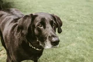 成人，黑色，拉布拉多猎犬，宠物，狗，犬，猎犬，肖像