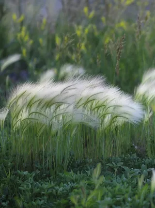 自然，植物，科罗拉多，模糊植物，植物，生长，草，土地