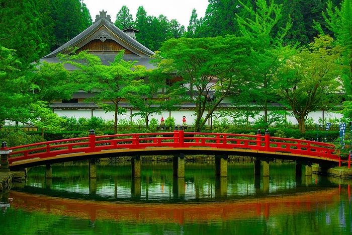 美丽，桥梁，日光，环境，森林，花园，草地，湖泊