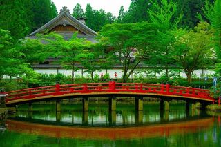 美丽，桥梁，日光，环境，森林，花园，草地，湖泊