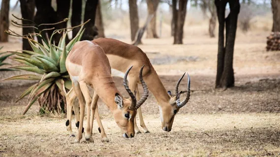斯威士兰，非洲，自然，萨凡纳，黑斑羚，动物主题，动物，哺乳动物