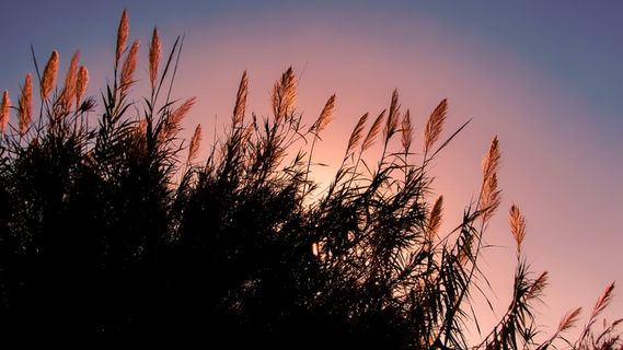 芦苇、太阳、阳光、下午、风景、光线、天空、植物