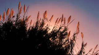 芦苇、太阳、阳光、下午、风景、光线、天空、植物