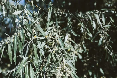 保加利亚黑海奈斯巴尔树特写