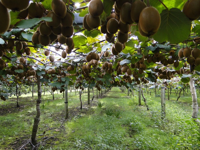 照片，sapodilla果园，猕猴桃，猕猴桃种植园，绿色猕猴桃，海沃德，水果，依附