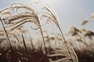 植物、食品、农产品、蔬菜、谷物、韩欧尔公园、韩国、首尔