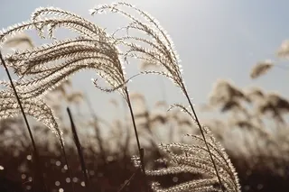 植物、食品、农产品、蔬菜、谷物、韩欧尔公园、韩国、首尔