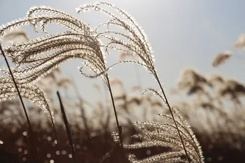 植物、食品、农产品、蔬菜、谷物、韩欧尔公园、韩国、首尔 植物、食品、农产品、蔬菜、谷物、韩欧尔公园、韩国、首尔