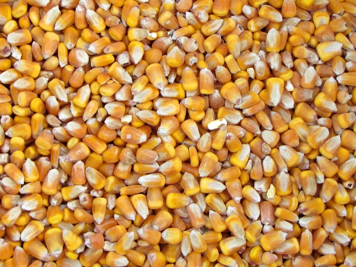 填充，框架摄影，玉米片，玉米，蔬菜收获，黄色，食用，营养