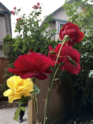 加拿大，温哥华，浪漫，红色，玫瑰，情人节，鲜花，花园