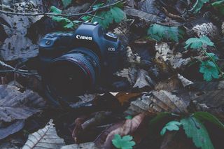 相机，电子，摄影，流，树，数码相机，黑暗，电影