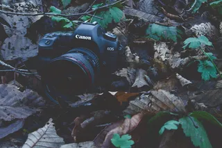 相机，电子，摄影，流，树，数码相机，黑暗，电影