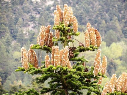 希腊，阿卡恩斯，帕尼塔国家公园，植物，无人，自然，树木，仙人掌