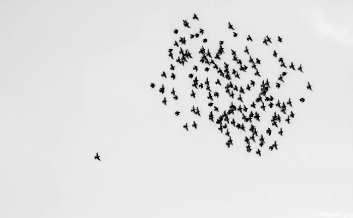 鸟群，鸟群，天空，孤独，孤独中的许多，特立独行，一系列的舞蹈