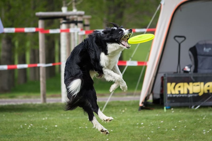 狗，飞盘，动作记录，自然，边境牧羊犬，运动，Hundsport，跳跃
