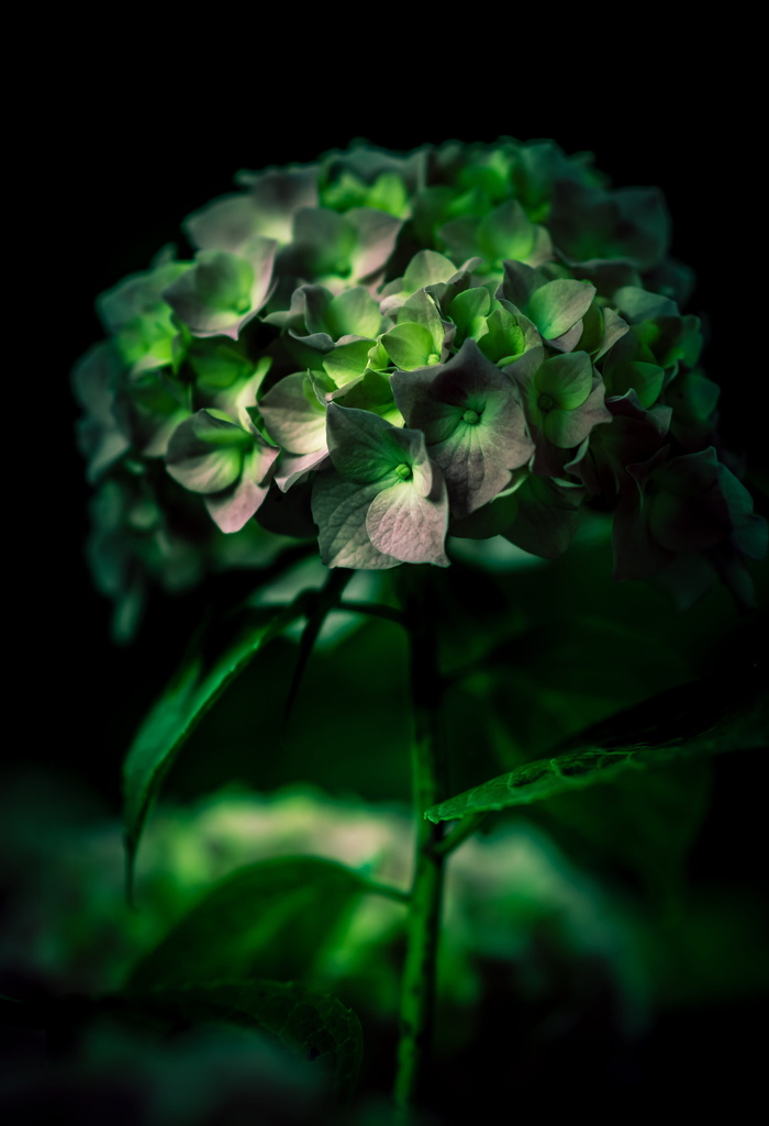 花, 自然, 花, 茎, 茎, 花瓣, 叶子, 绿色