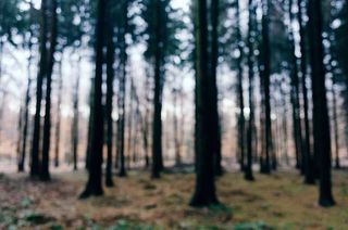 在森林里，博克