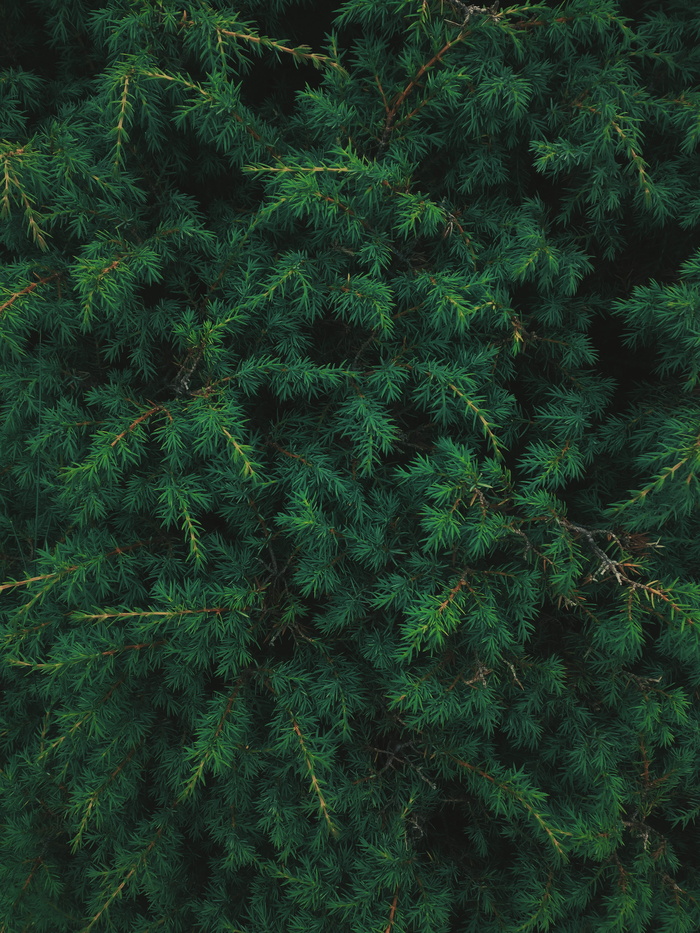 高加索，生长，植物，绿色，自然之美，背景，自然，没有人