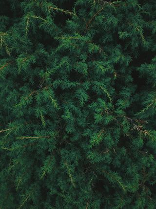 高加索，生长，植物，绿色，自然之美，背景，自然，没有人