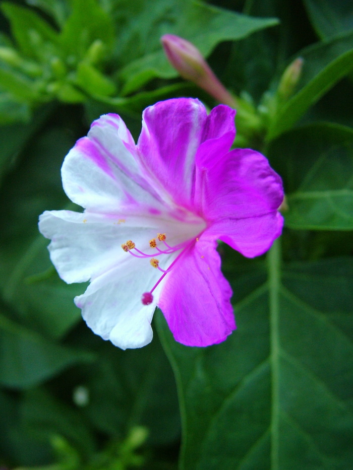 花，自然，植物，花，花园，白色，紫色，春天