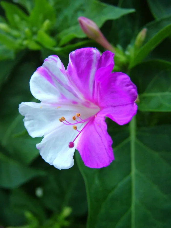 花，自然，植物，花，花园，白色，紫色，春天