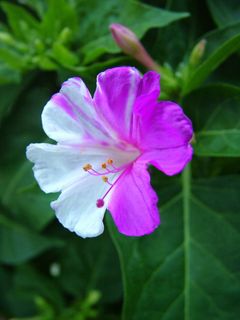 花，自然，植物，花，花园，白色，紫色，春天