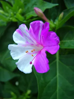 花,自然,植物,花,花园,白色,紫色,春天 花,自然,植物,花,花园,白色,紫色,春天