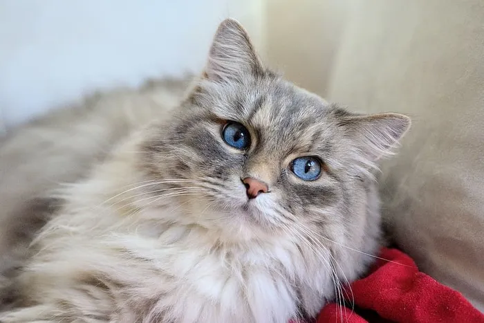 长毛，灰色，白色，猫，红色，服装，长毛猫，短毛猫