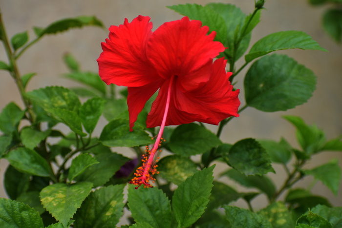 芙蓉、月季、花朵、红色、树胶、开花植物、大自然之美、脆弱