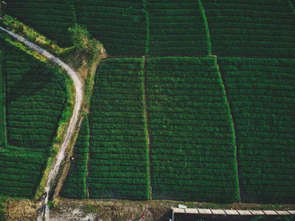 弯道附近绿地的航空照片 弯道附近绿地的航空照片