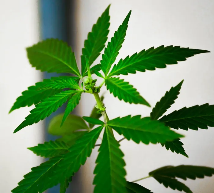 浅层，聚焦摄影，绿色，树叶，天然，大麻，植物，大麻-草本大麻