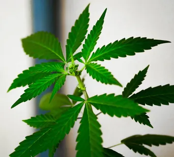 浅层,聚焦摄影,绿色,树叶,天然,大麻,植物,大麻-草本大麻 浅层,聚焦摄影,绿色,树叶,天然,大麻,植物,大麻-草本大麻