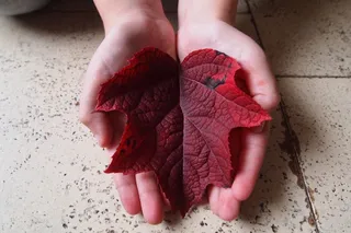 男孩，手，秋叶，红色，秋天，菜鸟图库，菜鸟图库，一个人