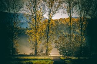 早晨，雾，树，光，日出，晨曦，神秘，休息