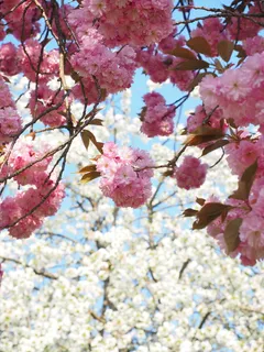 樱花,日本樱花,气味,开花,开花,日本樱花,观赏樱花,春天 樱花,日本樱花,气味,开花,开花,日本樱花,观赏樱花,春天