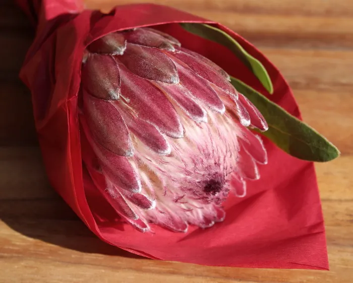 protea，红色，切花，花卉，礼品，南非，植物，自然