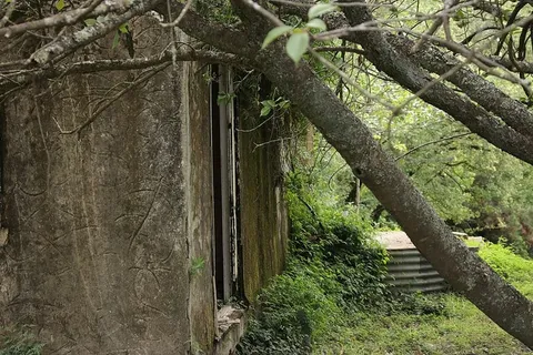 澳大利亚，高山环礁湖，杂草丛生，废弃，令人毛骨悚然，房屋，自然，树木