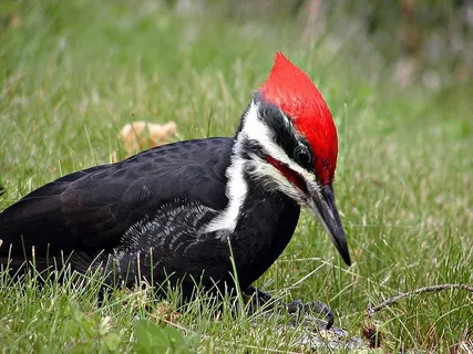 啄木鸟，鸟，有羽毛，野生，野生动物，动物，自然，一种动物