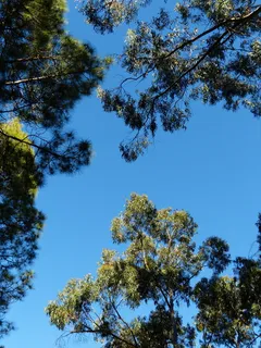 树木,天空,树冠,桉树,桉树,松树,金丝雀,加拿大松 树木,天空,树冠,桉树,桉树,松树,金丝雀,加拿大松