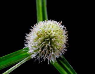 草，杂草，开花，开花，新鲜，花，开花植物，植物
