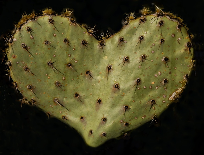 美国，图森，仙人掌，花梨，心形，肉质植物，带刺，生长