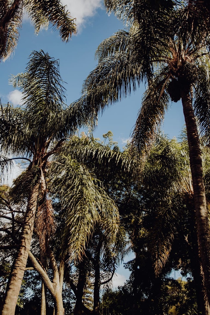 葡萄牙里斯本贝伦热带植物园
