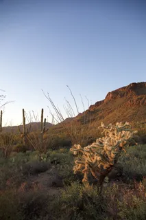 自然、户外、地面、植物、高原、沙漠、仙人掌、台地