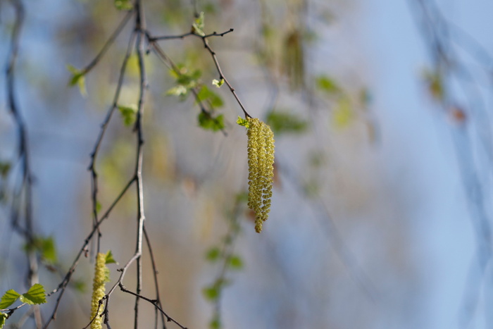 桦木, 嫩叶, 白桦柳絮, 花边状的叶子, 春天, 天空, 树, 宏