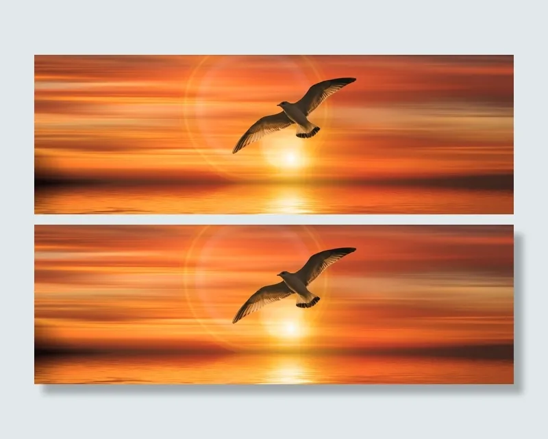 猎鹰，天空绘画，旗帜，标题，海鸥，鸟，飞，日落