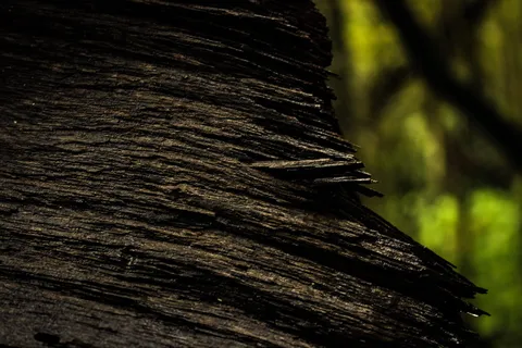 南非、比勒陀利亚、rademeyers、探索、旅行、摄影、黑暗、自然 南非、比勒陀利亚、rademeyers、探索、旅行、摄影、黑暗、自然