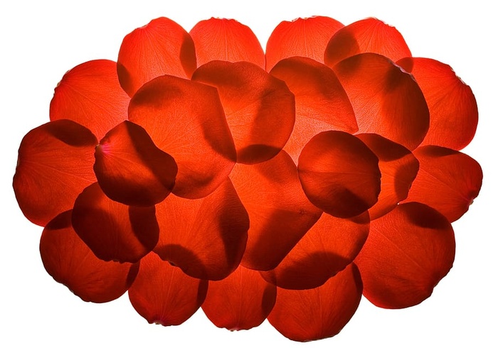 ，花朵，新鲜，礼物，孤立，花瓣，照片，红色