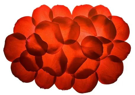 ，花朵，新鲜，礼物，孤立，花瓣，照片，红色