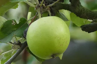 波兰，苹果，水果，植物，绿色，食品，食品和饮料，健康饮食